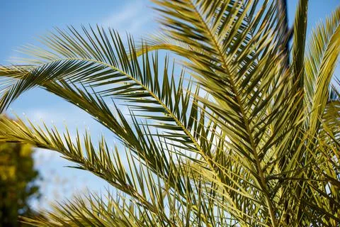 Sunlight glints through palm fronds against a blue sky Foto stock