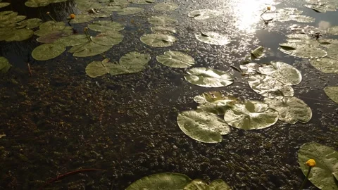 Sunlight glints on water lilies and reeds in a tranquil pond setting Stock Footage 337129313