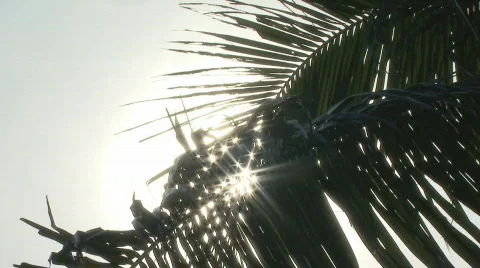 Sunlight Glittering From Coconut Leaves 库存影片 406343