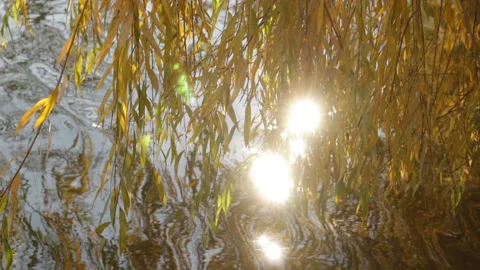 Sunlight glitters on the water among willow branches with yellow autumn leaves Stock Footage 321441704