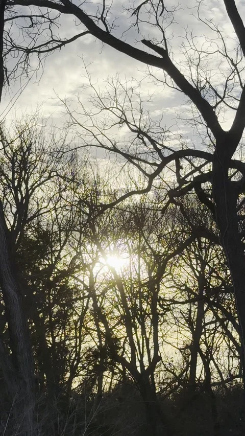Sunlight Glowing Through Bare Winter Tree Branches Видео 344717005