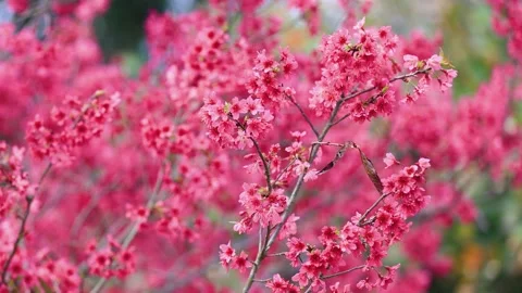 Sunlight Glowing Through a Dense Cherry Blossom Canopy at Peak Spring Bloom Video stock 333044384