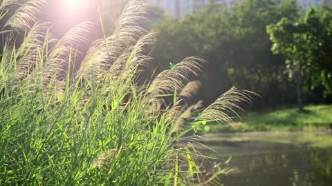 Sunlight glowing through foxtail grass stalks in a peaceful park setting 스톡 동영상 347053873