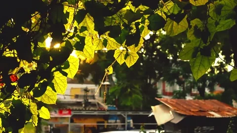 Sunlight Glowing Through Green Ivy Leaves in Urban Setting Stock Footage 325259708