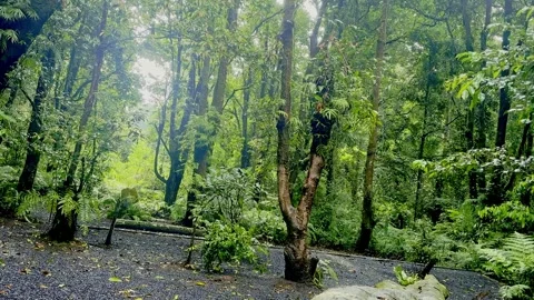 Sunlight glowing through lush green forest path Stock Footage 335430640
