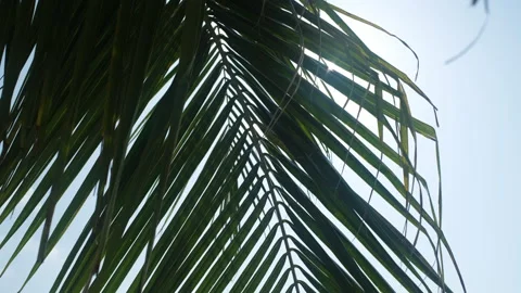 Sunlight glowing through palm leaf on beach Stock Footage 332846947