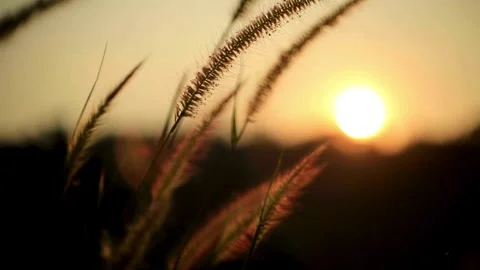 Sunlight glowing through tall wild grass at sunset during golden hour Stock Footage 333484821