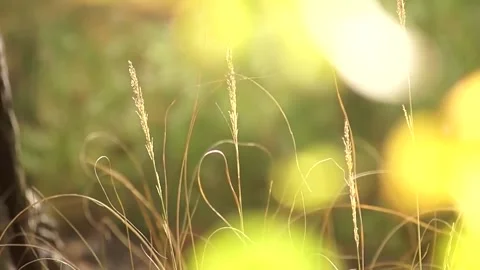 Sunlight Glowing on Wild Grass Stock Footage 326152933
