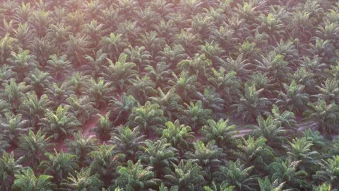 Sunlight glows over dense palm plantations Stock Footage 337985621