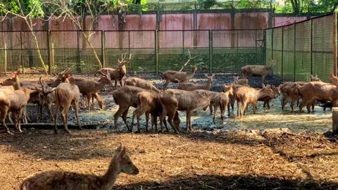 Sunlight glows over a group of deer at zoo. Stock Footage 333937017