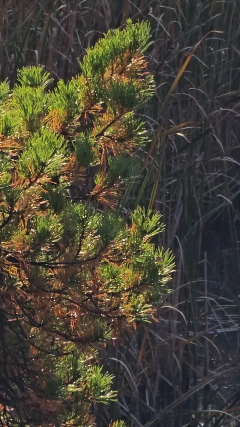 Sunlight glows on a small pine branch with green and brown needles 動画素材 347676272