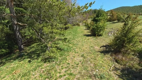 Sunlight glows through tall pine trees. Balkan, Eastern Europe, POV Video stock 333439894