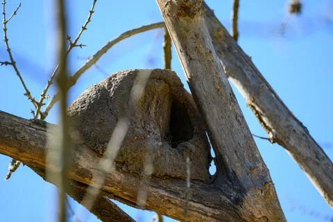Sunlight glows on a weathered termite mound 库存照片