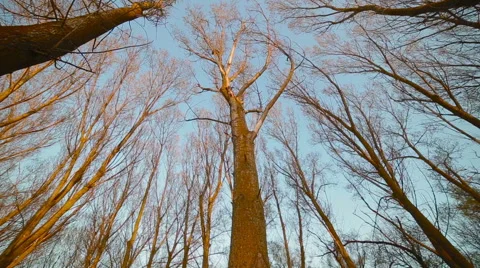 Sunlight goes through autumn trees Stock Footage 61920277