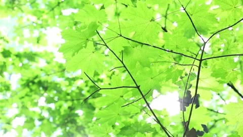 Sunlight goes through maple tree leaves Stock Footage 136500923