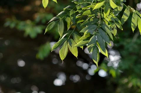 Sunlight going through green leaves on a tree Stock Photos