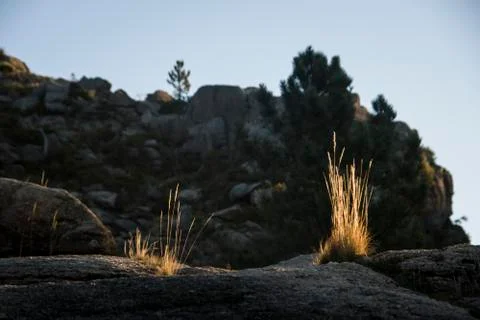 Sunlight on the golden grass Stock Photos