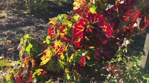 Sunlight on grape leaves Stock Footage 56665580