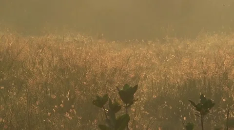 Sunlight on the grass meadow Stock Footage 47351570