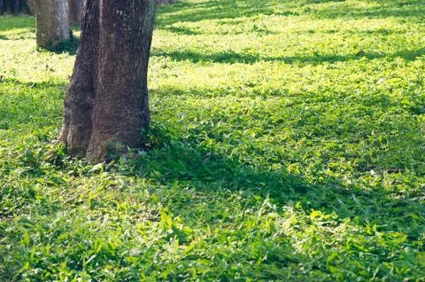 Sunlight on grass in the park 库存照片