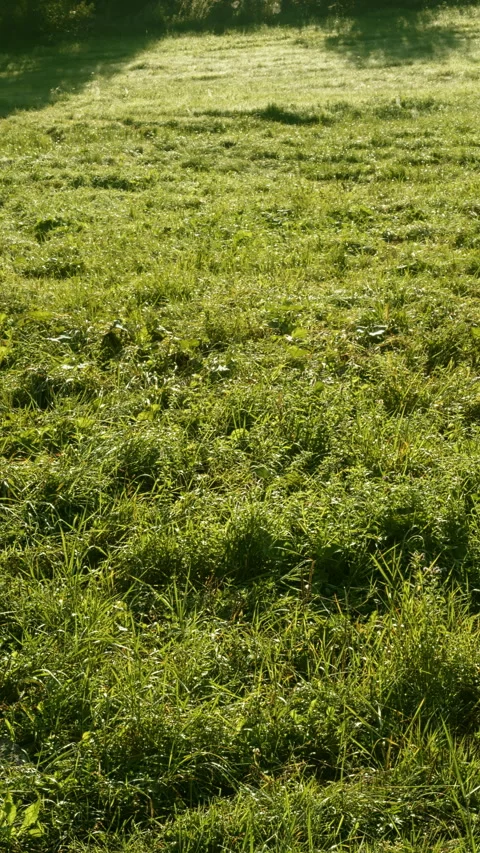 Sunlight on grassy hill close-up background. Camera slide. Vertical video. Stock Footage 279498085
