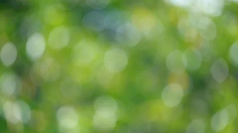 Sunlight green bio background, abstract blurred foliage sun light 스톡 동영상 100823078