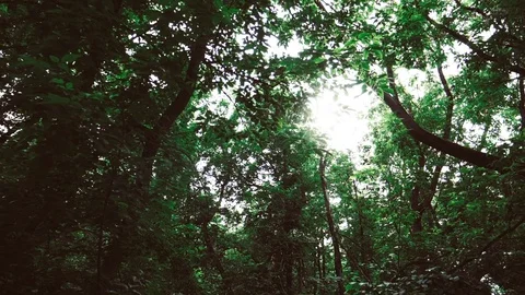 Sunlight In Green Coniferous Forest, Summer Nature Stock Footage 76992612