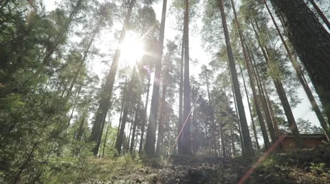 Sunlight In The Green Forest Stock Footage 62833846