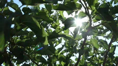 Sunlight in the Green Forest Видео 213255773