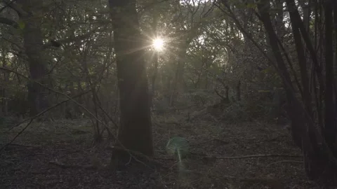 Sunlight In The Green Forest, North Downs Nature Reserve In England - Stock Footage 162747098