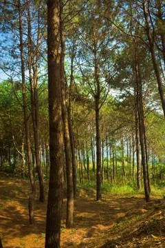 Sunlight in the green forest Stock Photos