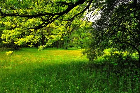 Sunlight in the green forest Фото