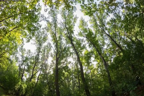 Sunlight in the green forest Stock Photos