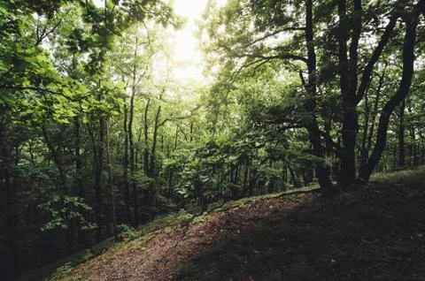 Sunlight in green forest scenery Stock Photos