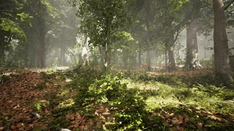 Sunlight in the green forest at spring time Video stock 234188932