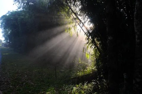Sunlight in the green forest, spring time Stock Photos