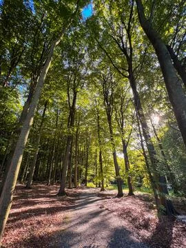 Sunlight in the green forest, spring time. Nature composition. Foto stock