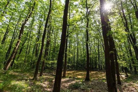 Sunlight in the green forest springtime Stock Photos