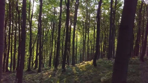 Sunlight in green forest with sun shining through trees in summer morning nature Stock Footage 105351069