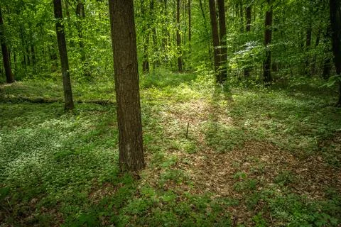 Sunlight in the green forest, view in eastern Poland Stock Photos