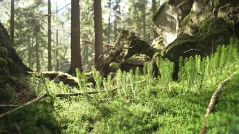 Sunlight in green forest, view of moss Stock Footage 236309925