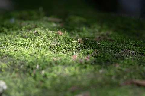 Sunlight on the green grass Stock Photos