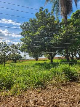 Sunlight in a Green Landscape Stock Photos