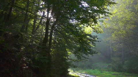 Sunlight in green misty forest Video stock 68367887