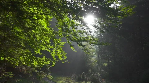 Sunlight in green misty forest Stock Footage 68368003