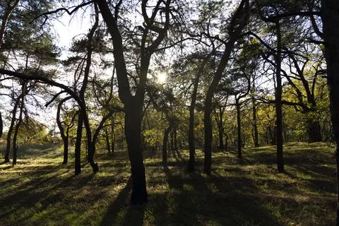 Sunlight in a green pine tree forest. Forest sunbeam. Stock Photos