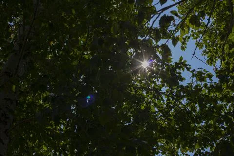 Sunlight in green trees, blue background. Nobody Stock Photos