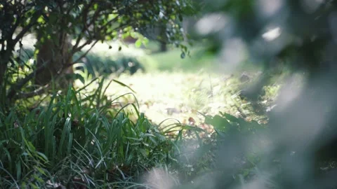 Sunlight on the ground, green trees. Stock Footage 163359844