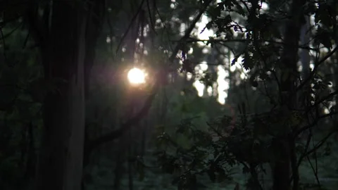 Sunlight in the Grove Stock Footage 135917481