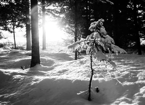 Sunlight to grow by Stock Photos
